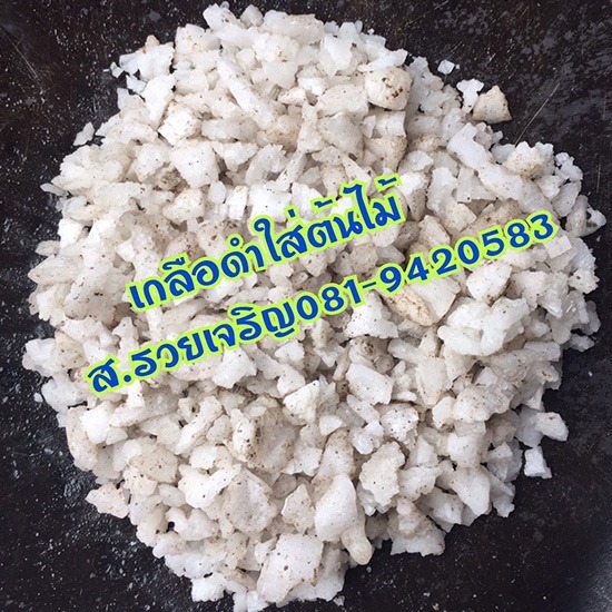 ขายเกลือดำใส่ต้น เกลือดำปรับสภาพดิน - เกลือราคาถูก ส รวยเจริญค้าเกลือ ขายเกลือดำใส่ต้น เกลือดำปรับสภาพดิน - เกลือราคาถูก ส รวยเจริญค้าเกลือ